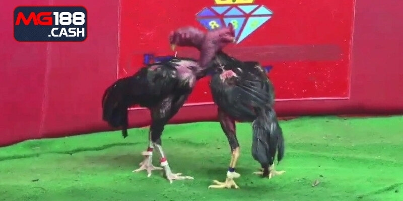 Chọn sân cá cược có danh tiếng