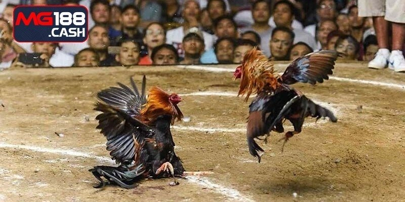 Bí kíp đặt cược đá gà cựa sắt dễ ăn tiền nhanh